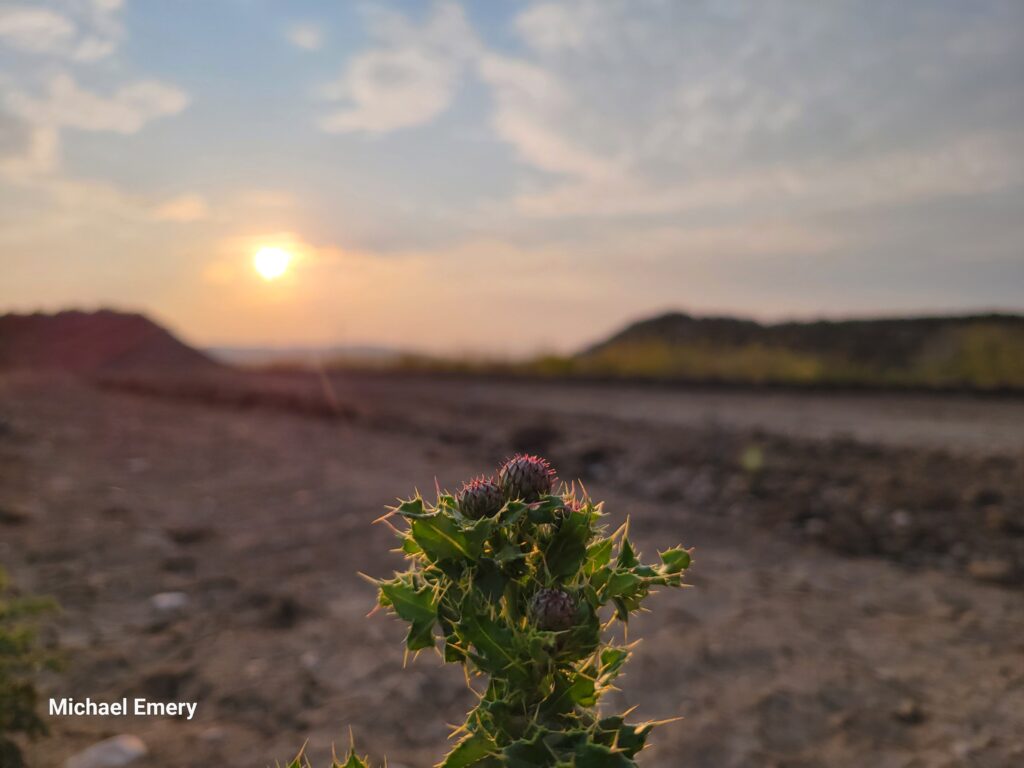 Canadian Thistle with sun setting in the background.